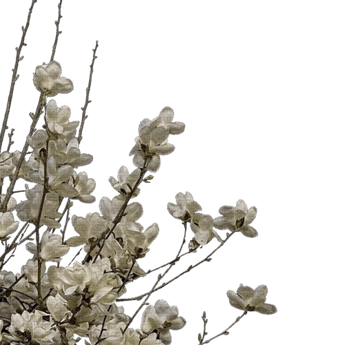 border flowers - δωρεάν png