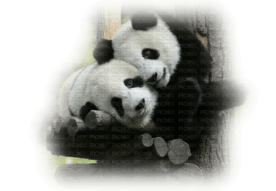 Kaz_Creations Animals Pandas Panda, kaz_creations , animals , pandas , panda  - png gratis - PicMix