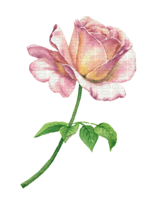 rose rose.Cheyenne63 - zdarma png
