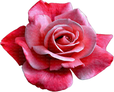 rose fleur deko Adam  rose