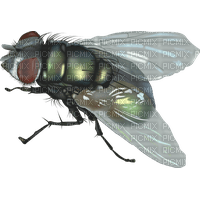 fly - kostenlos png