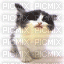 petit chaton noir et blanc - GIF animado gratis