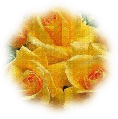 trandafir35 - PNG gratuit