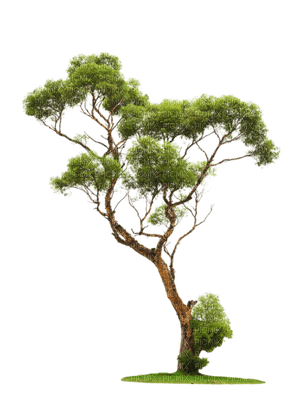 Kaz_Creations Trees Tree Colours - bezmaksas png