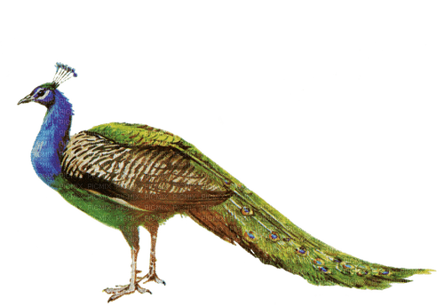 Peacock - PNG gratuit