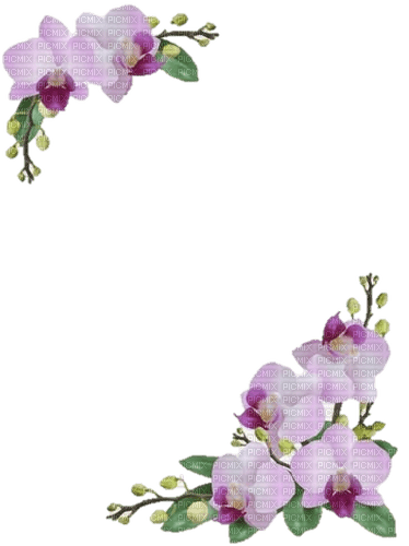 orchids - png grátis