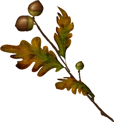 gren- blad ---branch leaf - bezmaksas png