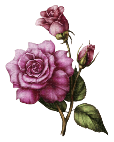 pink roses - zadarmo png