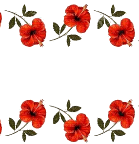anemone-Nitsa - ilmainen png