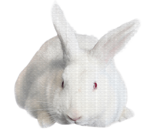hase rabbit milla1959 - бесплатно png