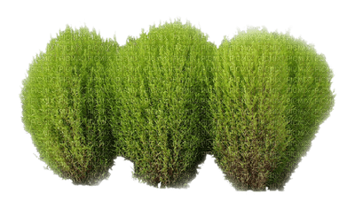 plants katrin - δωρεάν png