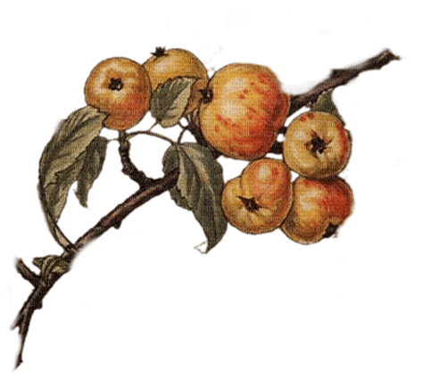 apple tree branch - darmowe png
