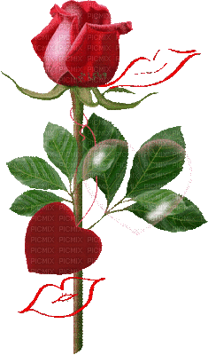 rose rouge.Cheyenne63 - Gratis animerad GIF