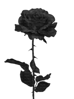 Flowers black bp - 無料png