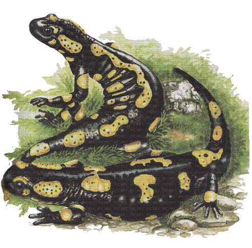 salamandre - GIF animado grátis