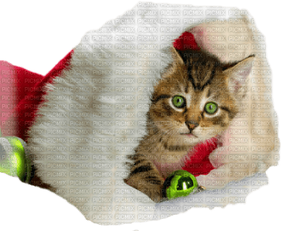 Christmas Cat - ingyenes png