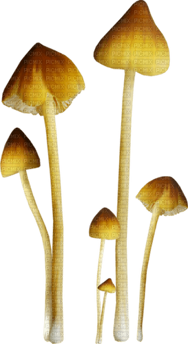 kikkapink deco autumn mushroom - 免费PNG