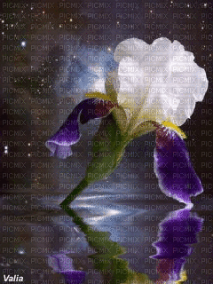 flower rippling water - GIF animate gratis