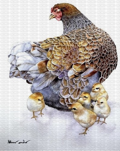 chick with babies - png gratis