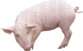Kaz_Creations Pig - nemokama png