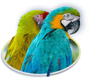 Parrot birds bp - δωρεάν png