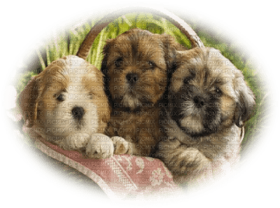 patymirabelle chiens - PNG gratuit