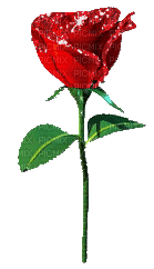 Flowers red rose bp - GIF animé gratuit
