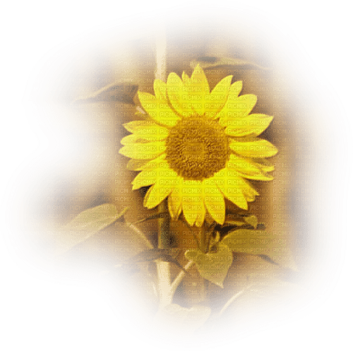 Sunflower - darmowe png