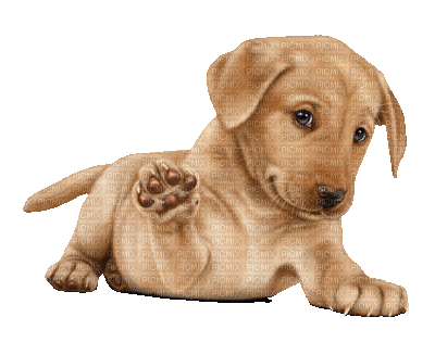 Dog Puppy Chien - Бесплатни анимирани ГИФ