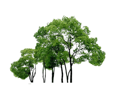 arbres - png gratuito