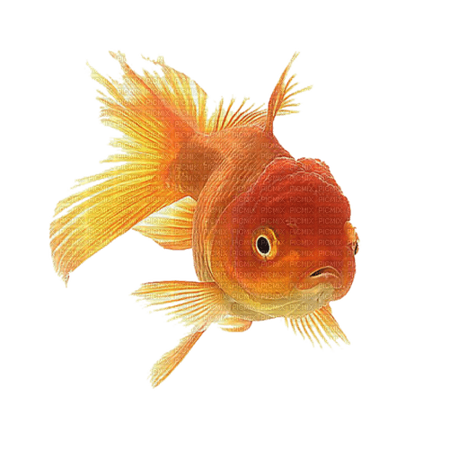 Fische - Free PNG