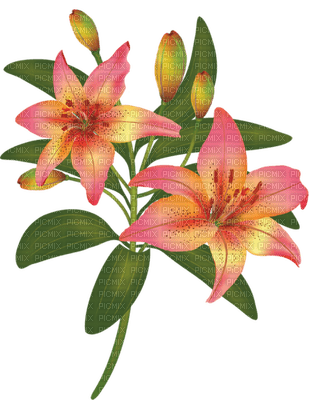 patymirabelle fleurs - безплатен png