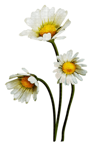 daisies Bb2 - ücretsiz png