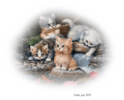 chatons adorables - darmowe png