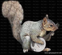 Squirrel bp - Darmowy animowany GIF