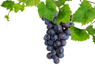 grapes bp - zadarmo png