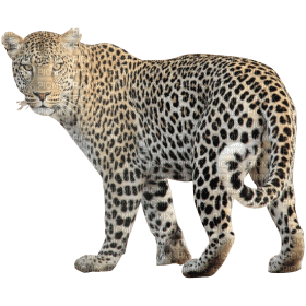 Kaz_Creations Leopard - darmowe png
