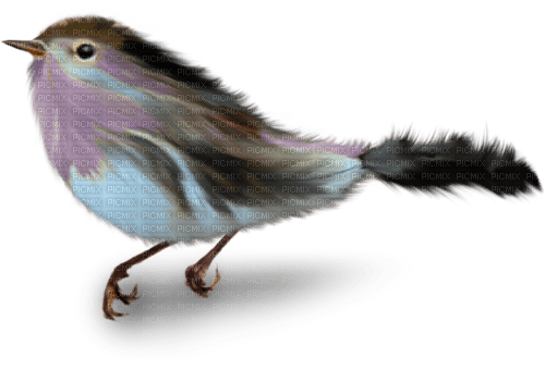 autumn bird blue purple kikkapink - PNG gratuit