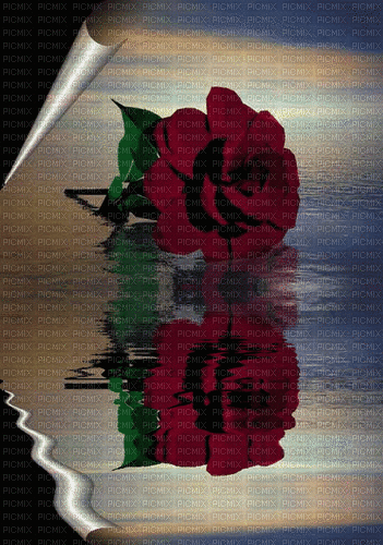 MMarcia gif background rosa rose red - GIF animé gratuit