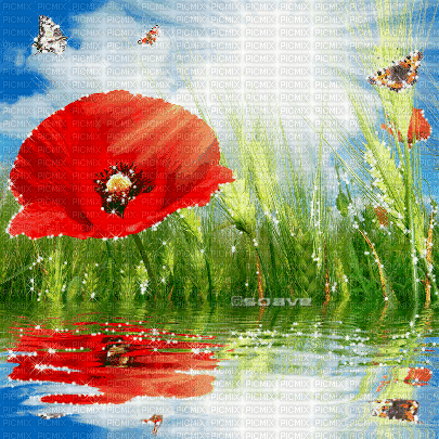 soave background animated flowers poppy water - Бесплатни анимирани ГИФ