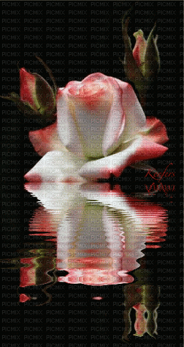 maj gif rose blanche eau - Gratis animeret GIF
