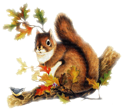 écureuil - GIF animate gratis