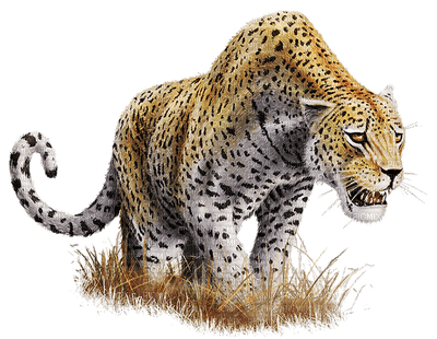 leopard bp - darmowe png