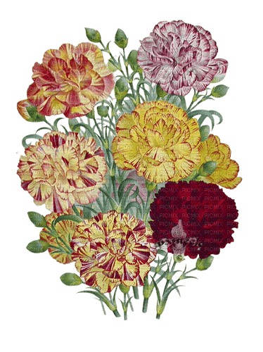 flowers deco carnations Rosalia73 - фрее пнг