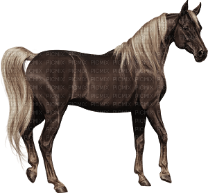 Horse - PNG gratuit