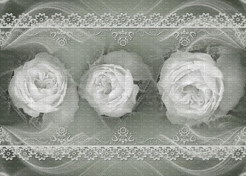 bg-grå med vita rosor ---gray-white roses - PNG gratuit