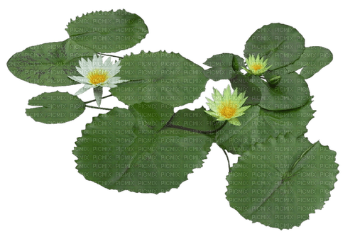 Lotus - kostenlos png