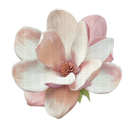 fleur magnolia - PNG gratuit