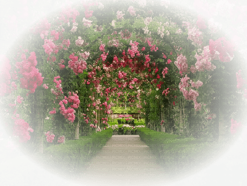 garden path,fleur,a gazebo,Park,adam64 - Free PNG