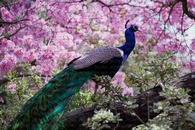 Kaz_Creations Deco Peacock Backgrounds Background - ücretsiz png